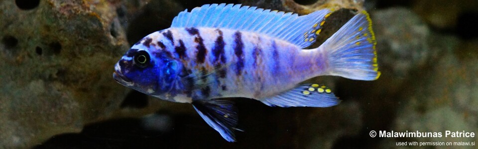 Maylandia zebra 'Magunga'<br><font color=gray>Metriaclima zebra 'Magunga'</font>