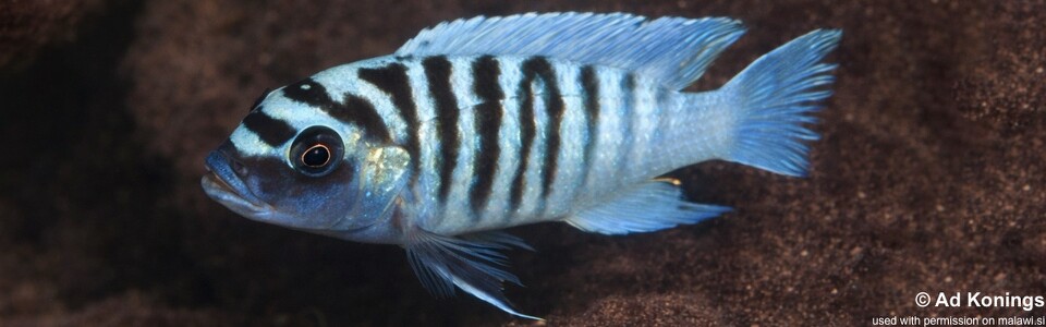 Maylandia zebra 'Mazinzi Reef'<br><font color=gray>Metriaclima zebra 'Mazinzi Reef'</font>