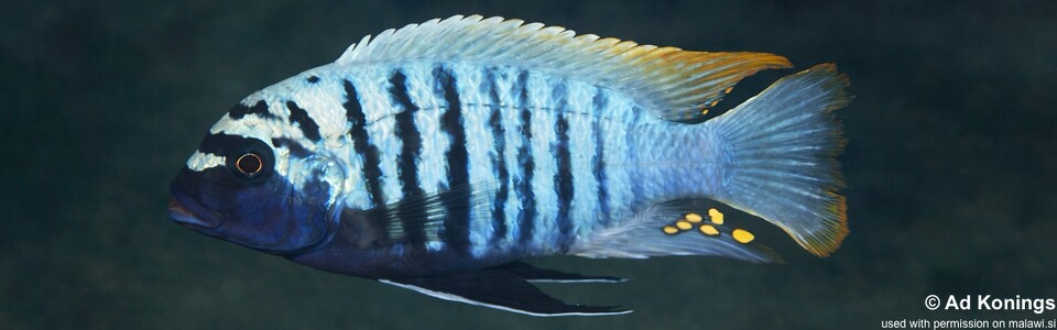 Maylandia zebra 'Mbamba Islands'<br><font color=gray>Metriaclima zebra 'Mbamba Islands'</font>
