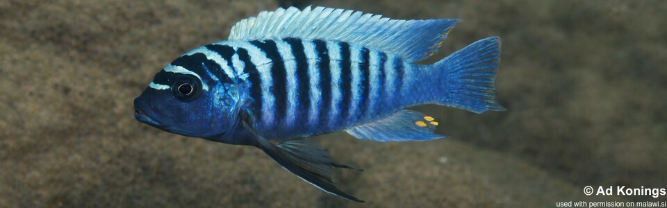 Maylandia zebra 'Ntekete'<br><font color=gray>Metriaclima zebra 'Ntekete'</font> 
