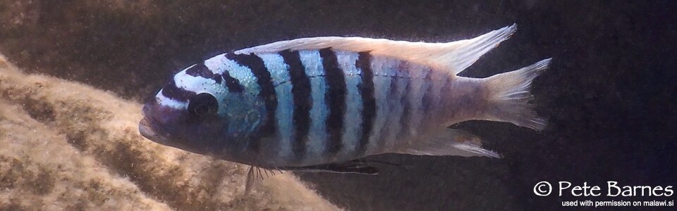 Maylandia zebra 'Thumbi East Island'<br><font color=gray>Metriaclima zebra 'Thumbi East Island'</font>