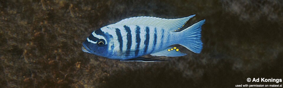 Maylandia zebra 'Thumbi Point'<br><font color=gray>Metriaclima zebra 'Thumbi Point'</font>
