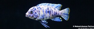 Maylandia zebra 'Chiteko'.jpg