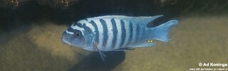 Maylandia zebra 'Crocodile Rock'.jpg