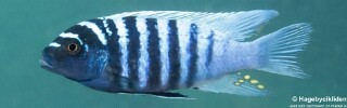 Maylandia zebra 'Domwe Island'.jpg