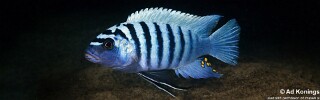 Maylandia zebra 'Harbour Island'.jpg