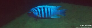 Maylandia zebra 'Hongi Island'.jpg