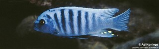 Maylandia zebra 'Kirondo'.jpg