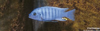 Maylandia zebra 'Lumbaulo'.jpg