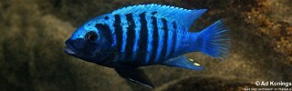 Maylandia zebra 'Lutara Reef'.jpg