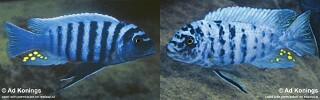 Maylandia zebra 'Mundola Point'.jpg