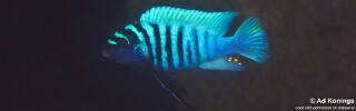 Maylandia zebra 'Ndonga'.jpg