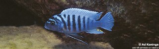 Maylandia zebra 'Nkolongwe'.jpg