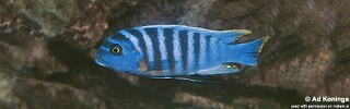 Maylandia zebra 'Thundu'.jpg