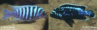 Maylandia Metriaclima