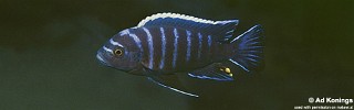 Cynotilapia afra 'Gome'.jpg