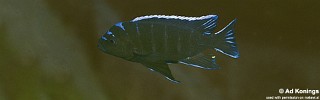 Cynotilapia afra 'Masimbwe Island'.jpg