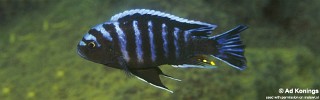 Cynotilapia afra 'Undu Reef'.jpg