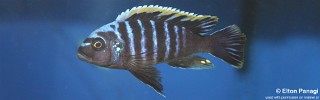 Cynotilapia aurifrons 'Lushununu'.jpg