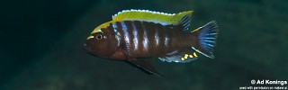 Cynotilapia aurifrons 'Luwino'.jpg