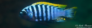 Cynotilapia aurifrons 'Mdowa'.jpg