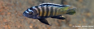 Cynotilapia sp. 'deep skov'