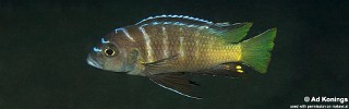 Cynotilapia sp. 'lion chinyankwazi'