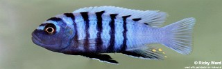 Cynotilapia sp. 'ndumbi'.jpg