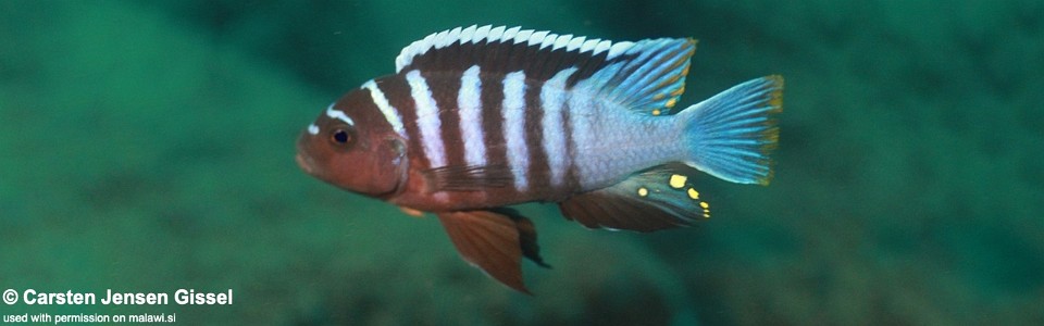 Cynotilapia sp. 'zebra deep' Three Peaks Reef