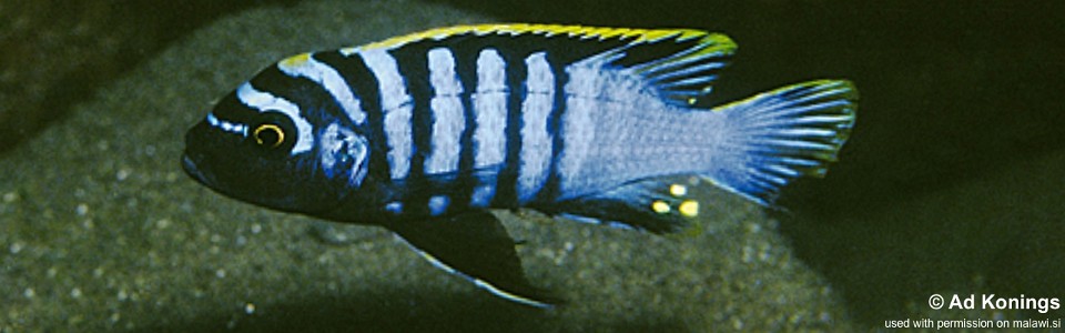 Cynotilapia zebroides 'Chewere'