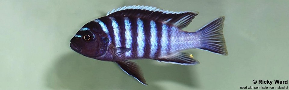 Cynotilapia zebroides 'Chilumba'