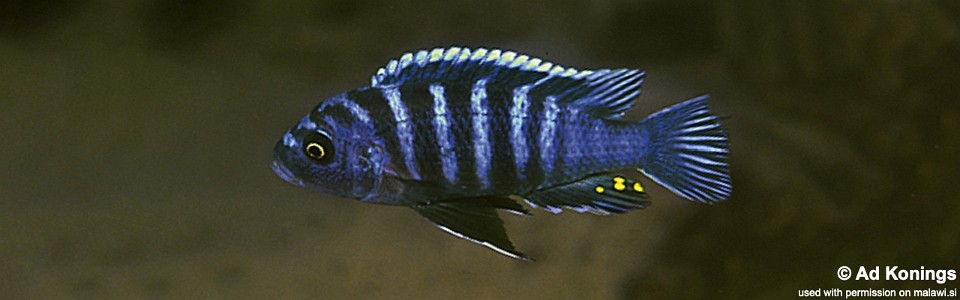 Cynotilapia zebroides 'Chinuni'