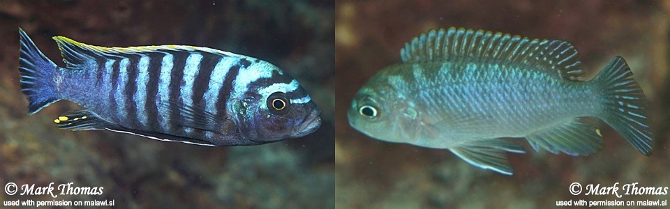 Cynotilapia zebroides 'Chiwi Rocks'