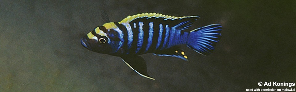 Cynotilapia zebroides 'Lumbila'