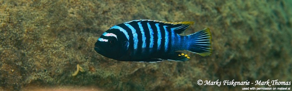 Cynotilapia zebroides 'Lundo Island'