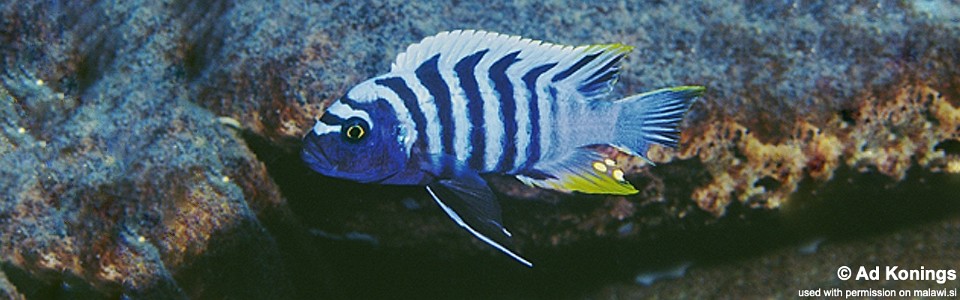 Cynotilapia zebroides 'Magunga'