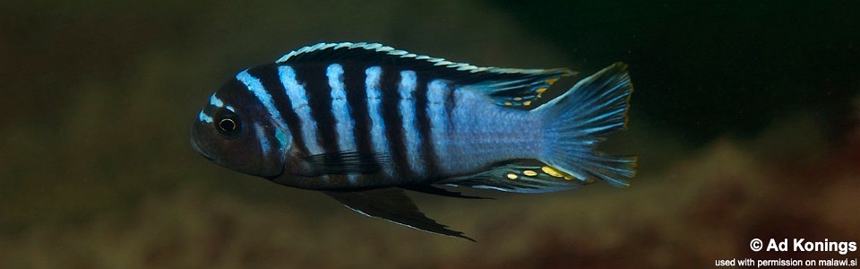 Cynotilapia zebroides 'Maison Reef'