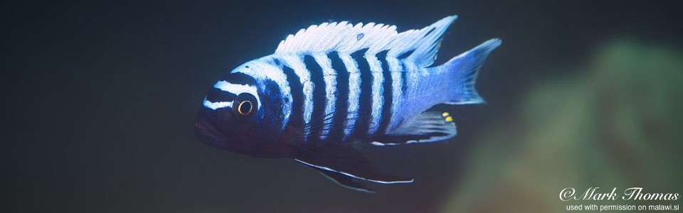 Cynotilapia zebroides 'Matambukira Rocks'