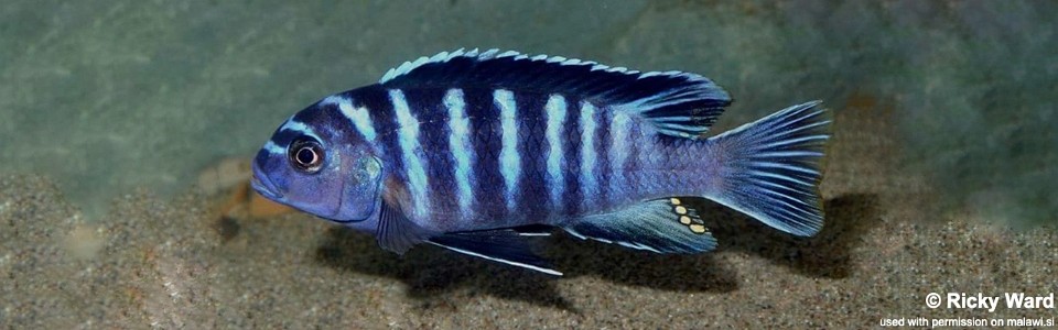 Cynotilapia zebroides 'Mbahwa'