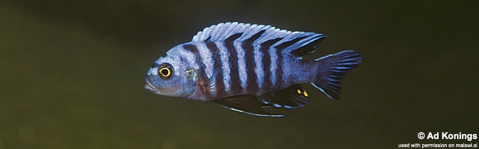 Cynotilapia zebroides 'Metangula'