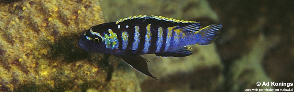 Cynotilapia zebroides 'Minos Reef'