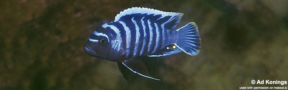 Cynotilapia zebroides 'Ntekete'