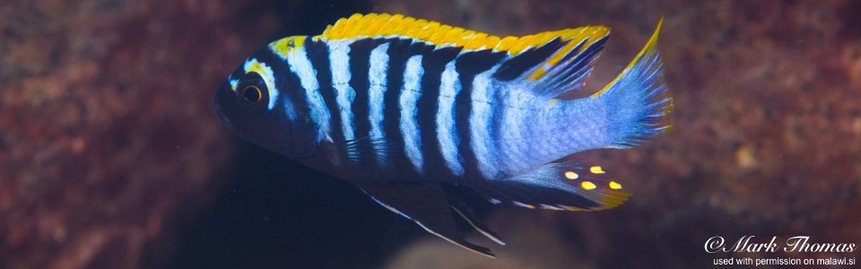 Cynotilapia zebroides 'Phowo Point'