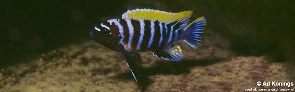 Cynotilapia zebroides 'Thumbi Point'