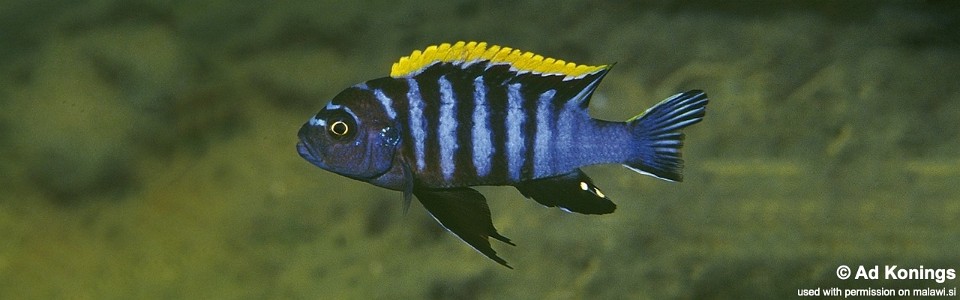 Cynotilapia zebroides 'Undu Reef'