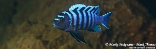 Cynotilapia zebroides 'Higga Reef'.jpg