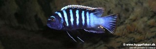 Cynotilapia zebroides 'Londo'.jpg