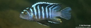 Cynotilapia zebroides 'Matema'.jpg