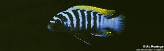 Cynotilapia zebroides 'Mbenji Island'.jpg