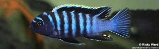 Cynotilapia zebroides 'Mdoka'.jpg